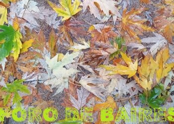Las calles amarillas del otoño invadieron los rincones de Palermo