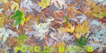 Las calles amarillas del otoño invadieron los rincones de Palermo