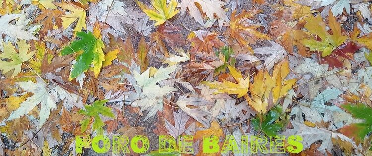 Las calles amarillas del otoño invadieron los rincones de Palermo