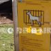 Hoy es el día internacional del perro sin raza