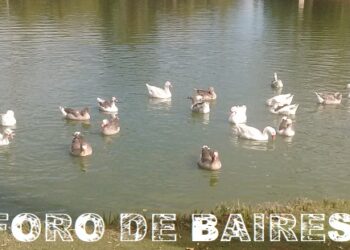 Parque Rosedal: el lago de los patos y gansos blancos, ideal para visitar en cualquier estación