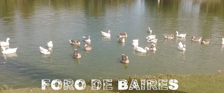 Parque Rosedal: el lago de los patos y gansos blancos, ideal para visitar en cualquier estación