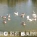 Parque Rosedal: el lago de los patos y gansos blancos, ideal para visitar en cualquier estación