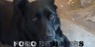 Mascotas: 7 de cada 10 inquilinos latinoamericanos rechazaron un alquiler por las restricciones