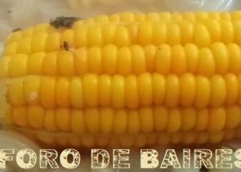Los aportes nutritivos del choclo