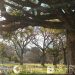 La Ciudad celebra el día del árbol con plantaciones y actividades de concientización