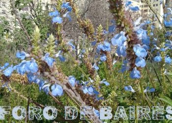 Un árbol es fundamental a nivel estético, anímico y ambiental