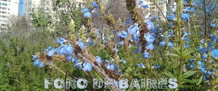 Un árbol es fundamental a nivel estético, anímico y ambiental
