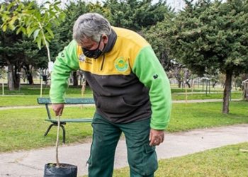 La Ciudad plantará arriba de 16 mil árboles durante 2021