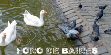 Los sonidos de la naturaleza en una plena mañana de primavera  en Parque Centenario
