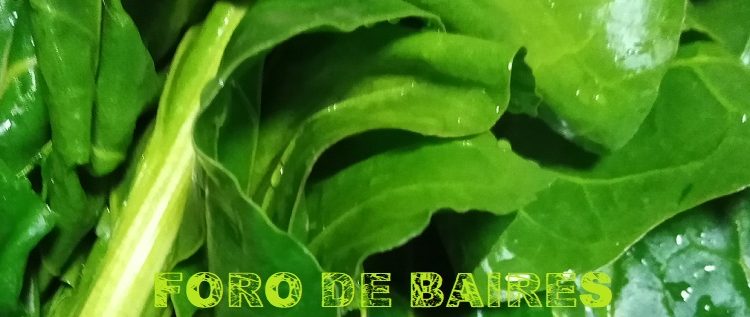 La acelga tiene una serie de virtudes medicinales para el hombre