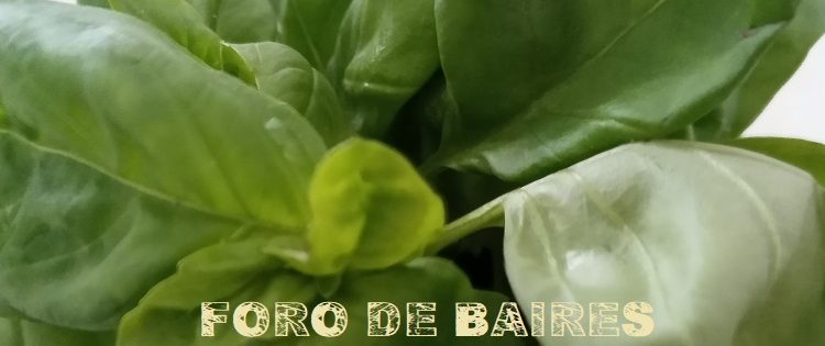 Las bondades de la albahaca y su gran aceptación en la sociedad