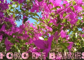 Buenos Aires, te robé algunas flores de tus barrios porteños