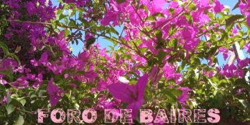 Buenos Aires, te robé algunas flores de tus barrios porteños