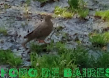 Los políticos deberían entender que las ciudades necesitan de los arboles y el agua