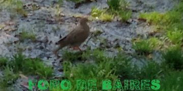 Los políticos deberían entender que las ciudades necesitan de los arboles y el agua