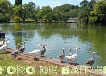 El día que los gansos saludaron al verano