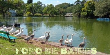 El día que los gansos saludaron al verano