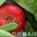 Según la Organización Mundial de la Salud (OMS), si la población mundial incrementara el consumo de frutas y verduras podrían salvarse 1,7 millones de vidas