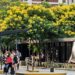 Espectacular florecimiento de los Ibirapitá en Buenos Aires