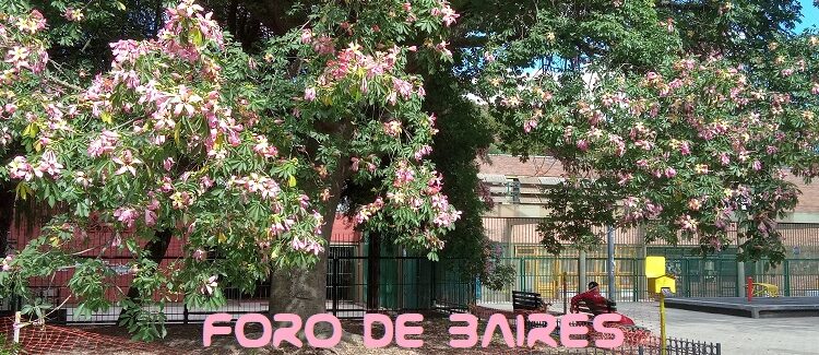 Palermo está bajo el manto rosa de los palos borrachos