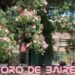 Palermo está bajo el manto rosa de los palos borrachos