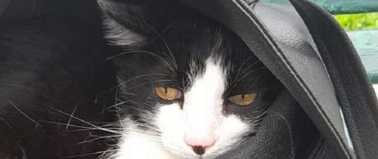 Este gatito fue abandonado en la Plaza Monseñor De Andrea