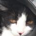 Este gatito fue abandonado en la Plaza Monseñor De Andrea