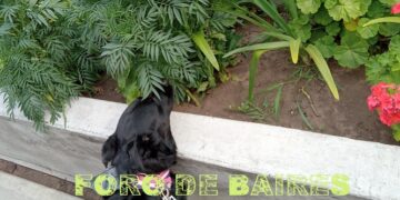 Show de Flores en Palermo
