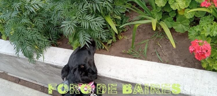 Show de Flores en Palermo