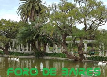 La naturaleza a pleno con los gansos en los Lagos de Palermo