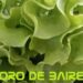 La lechuga y su insulso aporte al sabor de la tentación