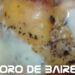 La milanesa a la napolitana no es la cotoletta italiana