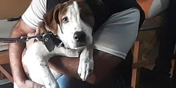 «Reina», la perrita que sufría maltrato animal y fue rescata por la Policía de la Ciudad