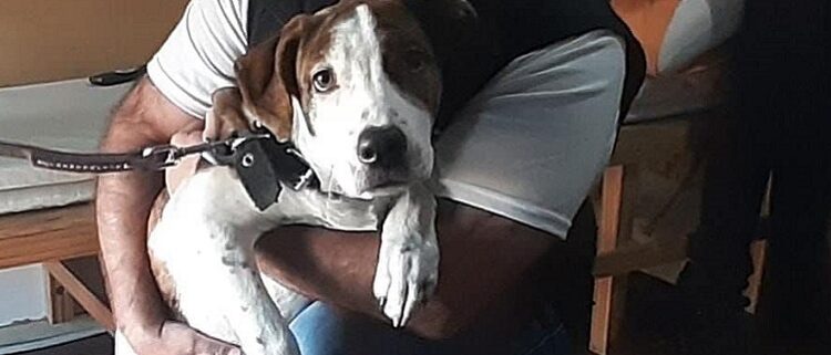«Reina», la perrita que sufría maltrato animal y fue rescata por la Policía de la Ciudad