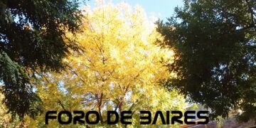 Soñé que una anciana trepaba un árbol