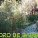 El Jardín Botánico Carlos Thays está en la lista de los favoritos porteños