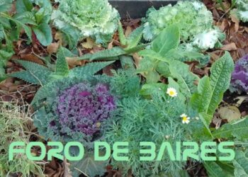 Plazoleta Luna de Enfrente: Las caléndulas  trabajan en conjunto con las vaquitas de San Antonio  devorando a los  pulgones