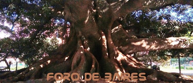 El frondoso Gomero, frente al Teatro Colón que es monumento histórico de la Ciudad