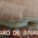 El sándwich de milanesa, uno de los favoritos de los rioplatenses