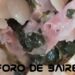 Hoy comemos fideos con jamón y espinaca o acelga