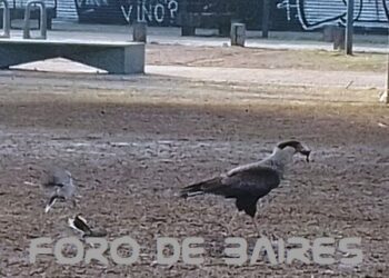 Los aguiluchos están sitiando los espacios de Palermo