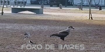 Los aguiluchos están sitiando los espacios de Palermo