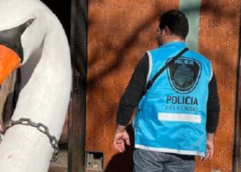 Cayó el dealer del cisne blanco: vendía droga pese a cumplir condena domiciliaria con tobillera electrónica