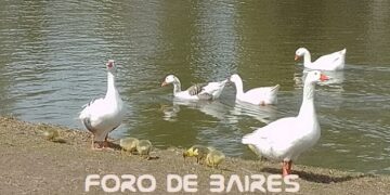 Vivimos a pleno la primavera en imágenes imperdibles desde el Lago Rosedal