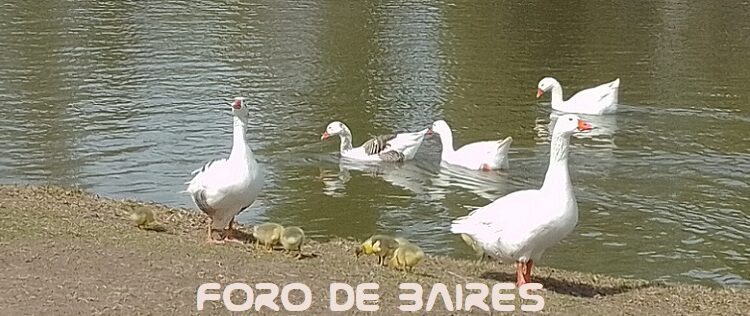Vivimos a pleno la primavera en imágenes imperdibles desde el Lago Rosedal