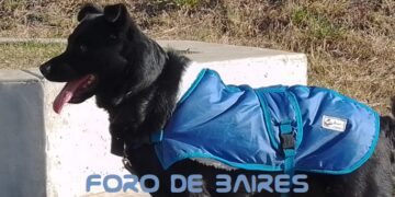 Nutrición animal: cinco consejos para elegir el alimento adecuado para perros y gatos