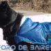 Nutrición animal: cinco consejos para elegir el alimento adecuado para perros y gatos
