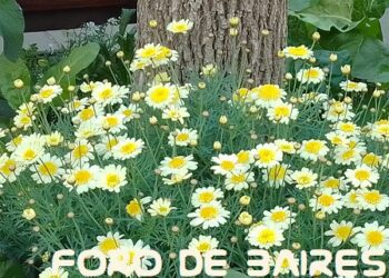 La Plazoleta «Luna de Enfrente» da la bienvenida a la primavera y suma nuevos brotes de menta y flores multicolores
