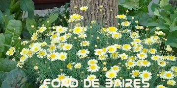 La Plazoleta «Luna de Enfrente» da la bienvenida a la primavera y suma nuevos brotes de menta y flores multicolores